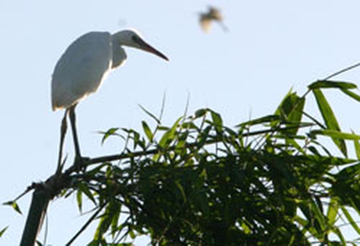 Rare treat for bird-lovers as storks flock to island sanctuary - 3