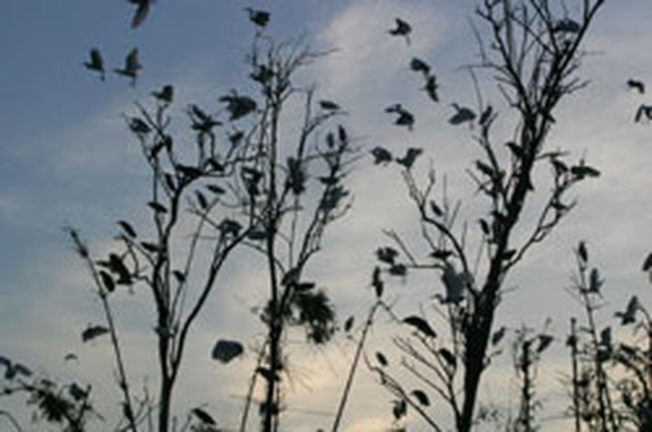 Rare treat for bird-lovers as storks flock to island sanctuary - 2
