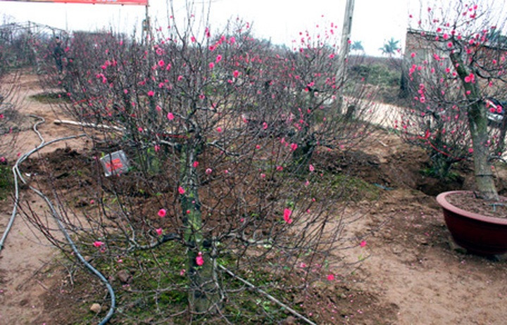 Nhat Tan peach village sees good crop, but lower prices - 1 Nhat Tan peach village sees good crop, but lower prices - 1