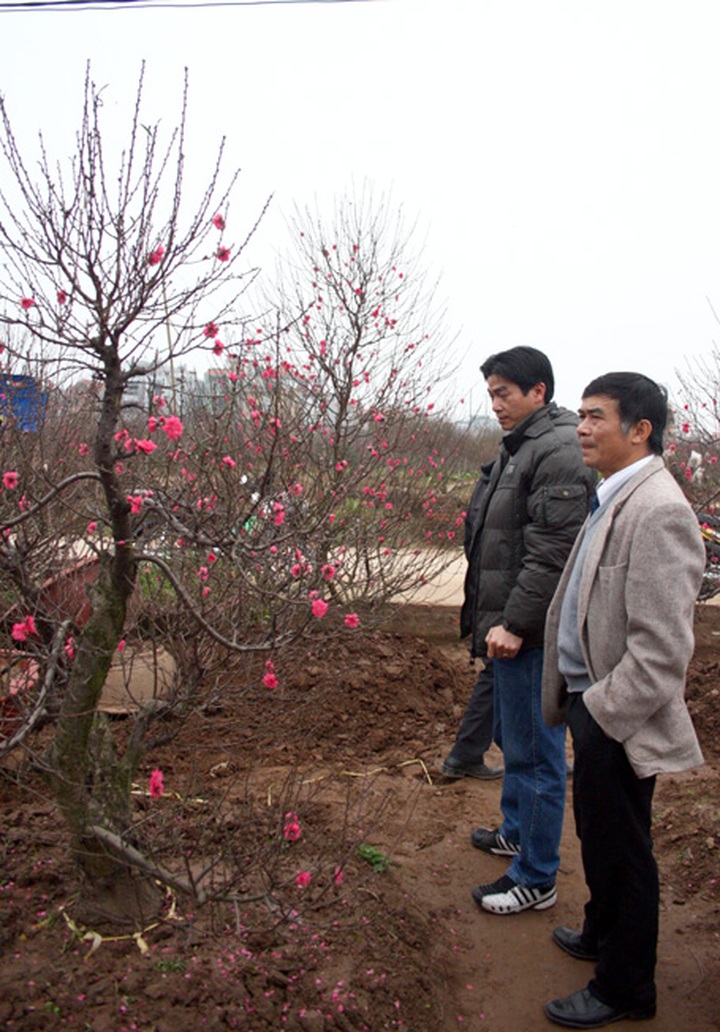 Nhat Tan peach village sees good crop, but lower prices - 2 Nhat Tan peach village sees good crop, but lower prices - 2