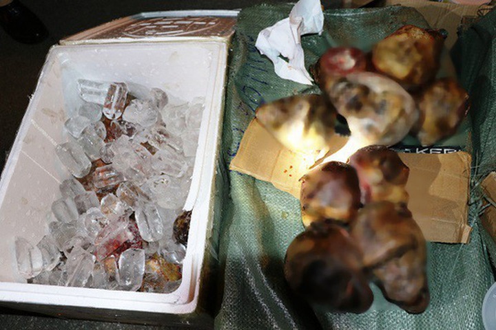 19 frozen monkey heads found on bus - 1