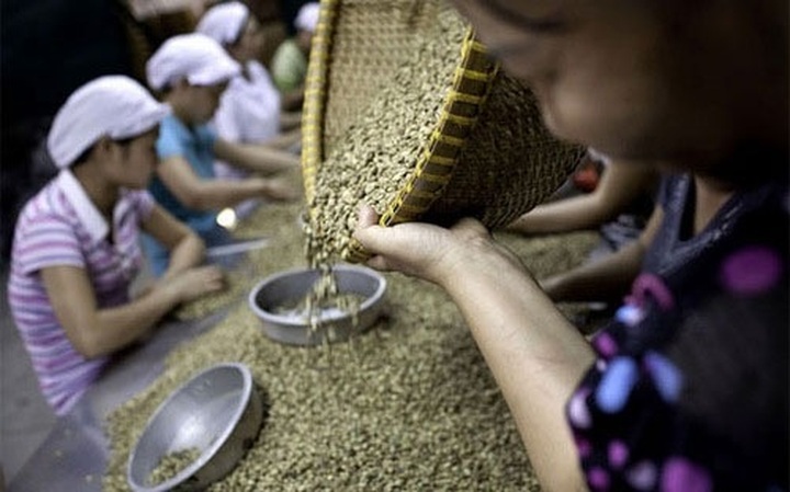 Vietnam faces unripe coffee beans troubles - 1