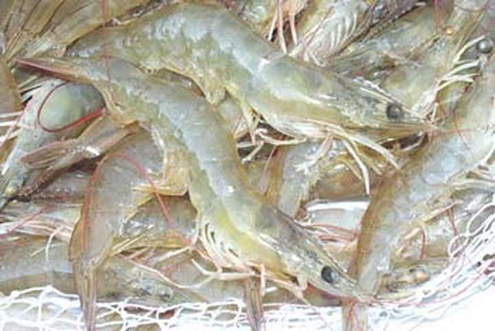 Vietnam ranks third in world for shrimp production - 1