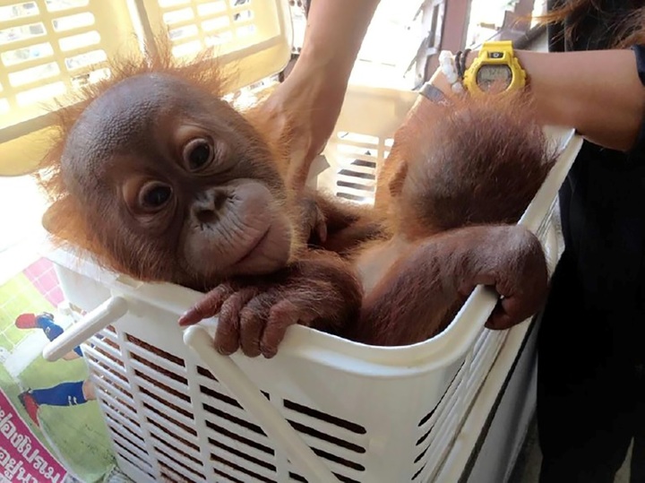 Baby orangutans rescued in Thai police sting - 1