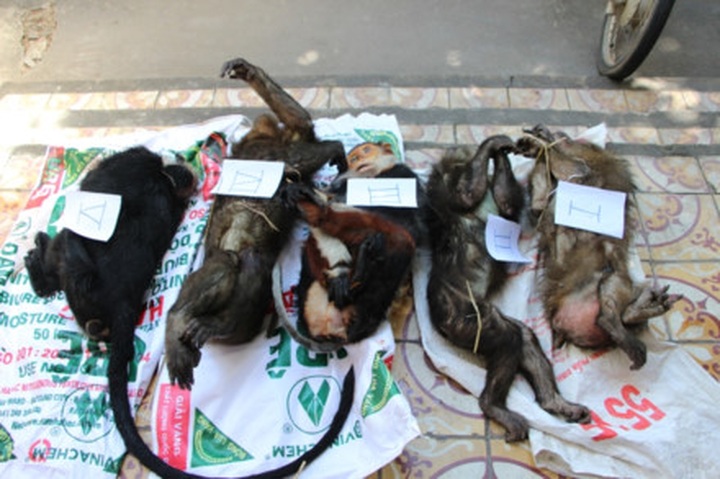 Truck with rare wild animals stopped in Nghe An - 1 Truck with rare wild animals stopped in Nghe An - 1