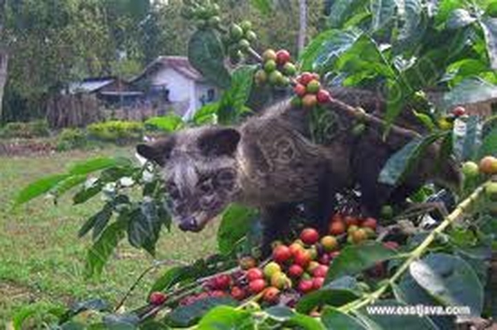 Lam Dong has first farm producing weasel coffee - 1