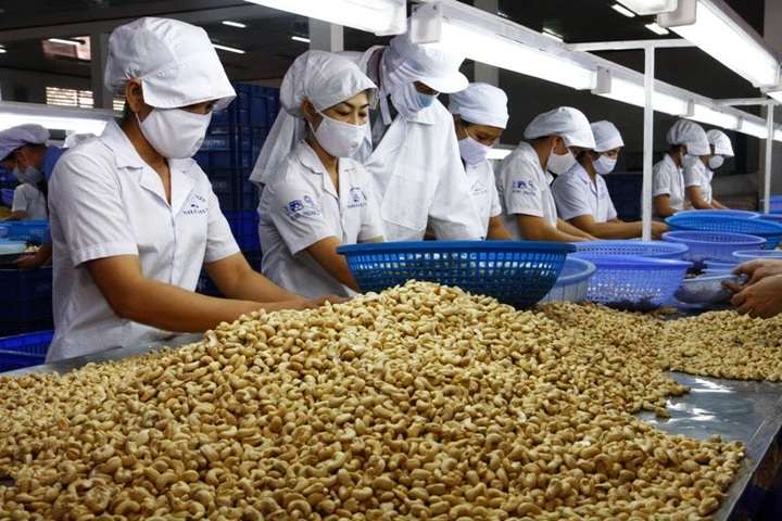 Vietnam aims to export USD3.3bn in cashews - 1
