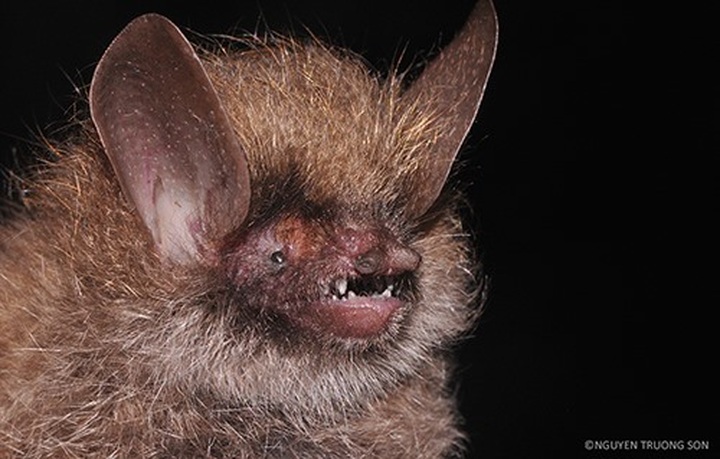 87 new species discovered in Vietnam - 1 87 new species discovered in Vietnam - 1