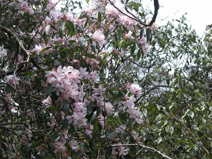 Rhododendrons blossom in Hoang Lien Mountains - 2 Rhododendrons blossom in Hoang Lien Mountains - 2