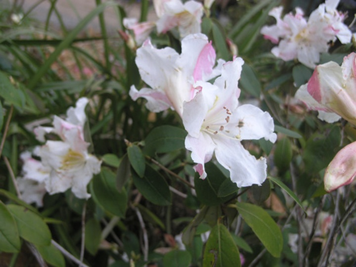 Rhododendrons blossom in Hoang Lien Mountains - 3 Rhododendrons blossom in Hoang Lien Mountains - 3