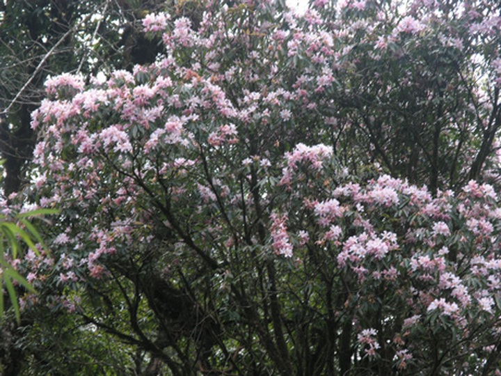 Rhododendrons blossom in Hoang Lien Mountains - 1 Rhododendrons blossom in Hoang Lien Mountains - 1
