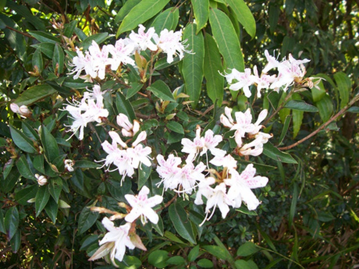 Rhododendrons blossom in Hoang Lien Mountains - 5 Rhododendrons blossom in Hoang Lien Mountains - 5