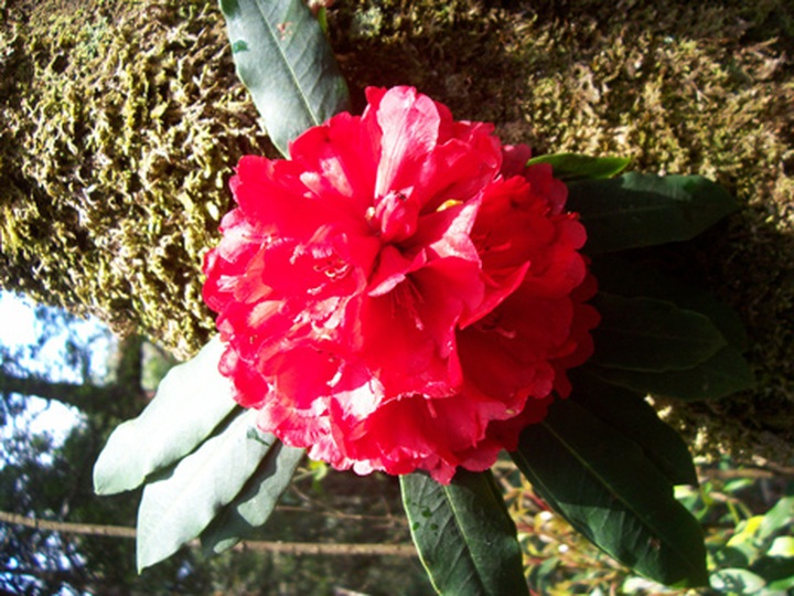 Rhododendrons blossom in Hoang Lien Mountains - 8 Rhododendrons blossom in Hoang Lien Mountains - 8