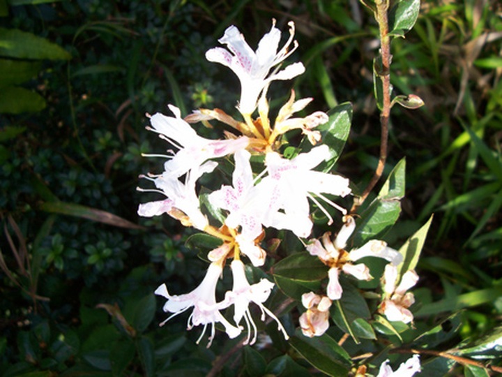 Rhododendrons blossom in Hoang Lien Mountains - 11 Rhododendrons blossom in Hoang Lien Mountains - 11