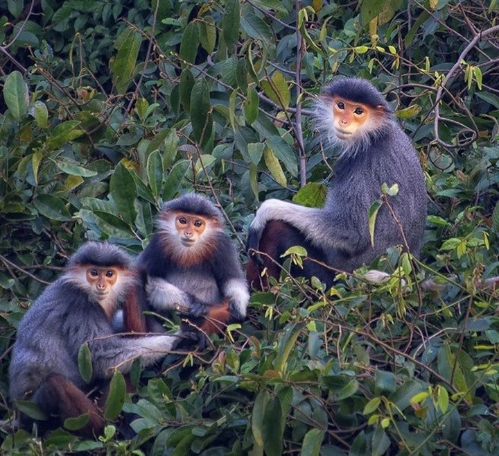 Rare douc population found in Huế - 1 Rare douc population found in Huế - 1