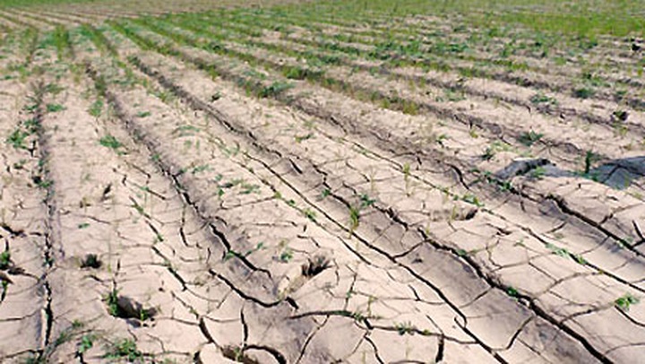 Severe drought hits central and southern regions - 1