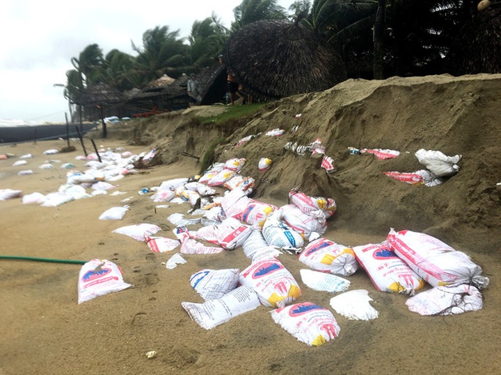 Cua Dai Beach continues to be damaged - 3 Cua Dai Beach continues to be damaged - 3