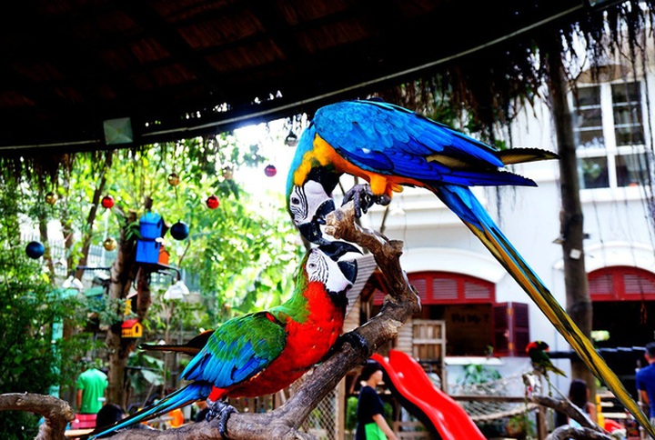 HCM City's unique parrot cafe - 10