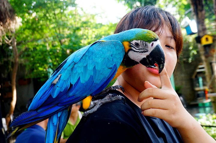 HCM City's unique parrot cafe - 7