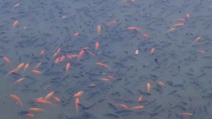Thousands of fish die in Nhieu Loc-Thi Nghe Canal - 2