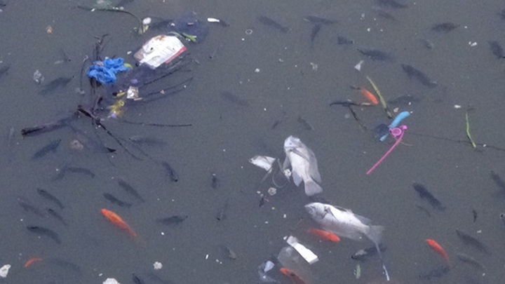 Thousands of fish die in Nhieu Loc-Thi Nghe Canal - 3