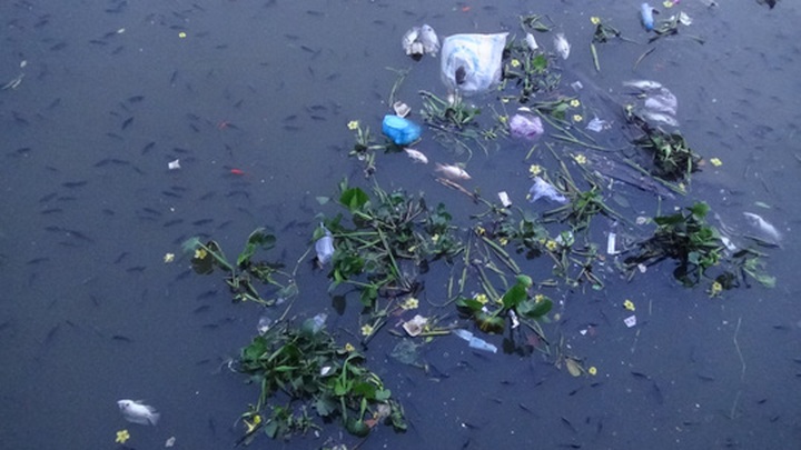 Thousands of fish die in Nhieu Loc-Thi Nghe Canal - 4