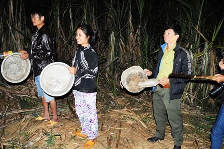 Elephants ravage crops in Dak Nong Province - 3