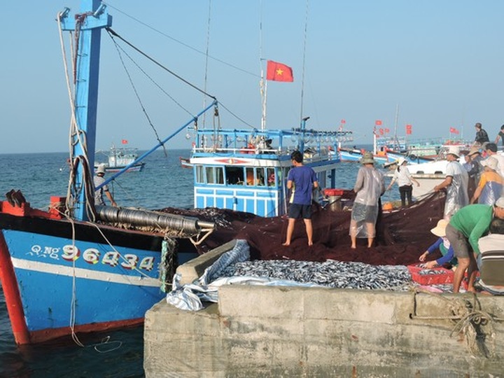 Sea gives up bumper Tet harvest for happy fishermen - 2