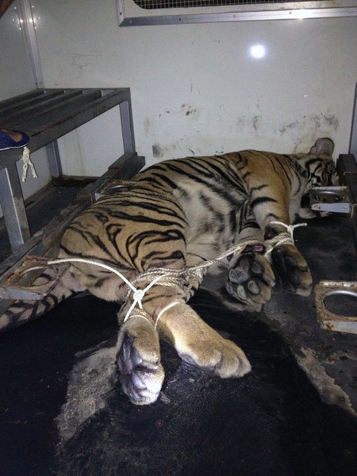 Endangered tigers thrown from truck - 2