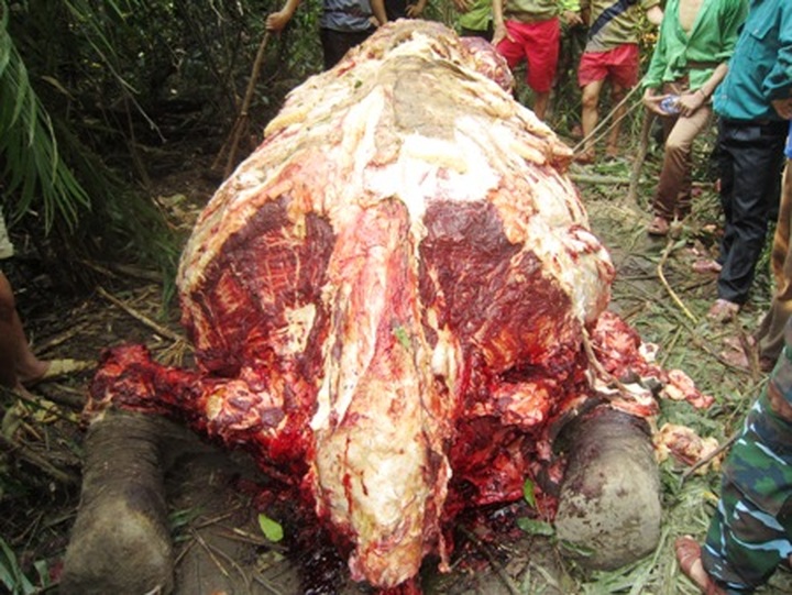 Dead elephant found in Quang Binh Province - 2