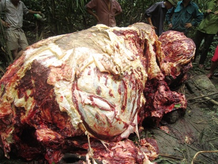 Dead elephant found in Quang Binh Province - 1