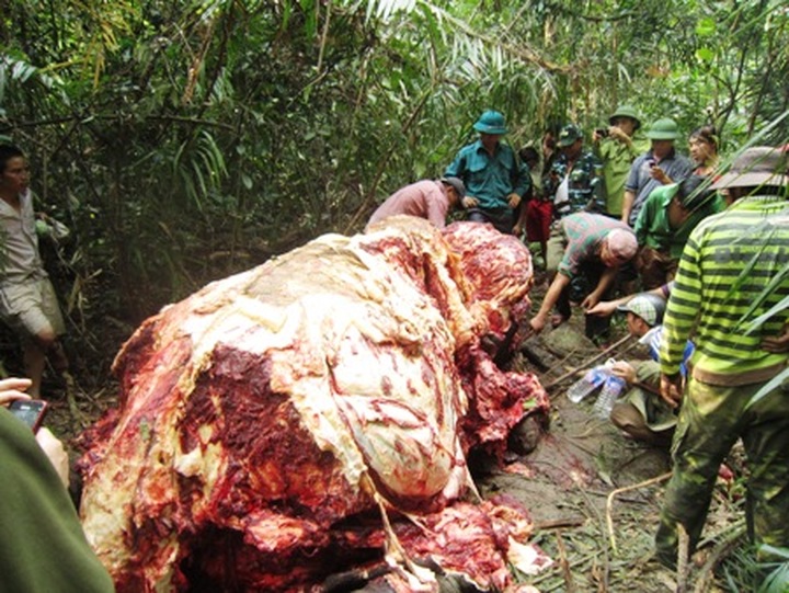 Dead elephant found in Quang Binh Province - 4
