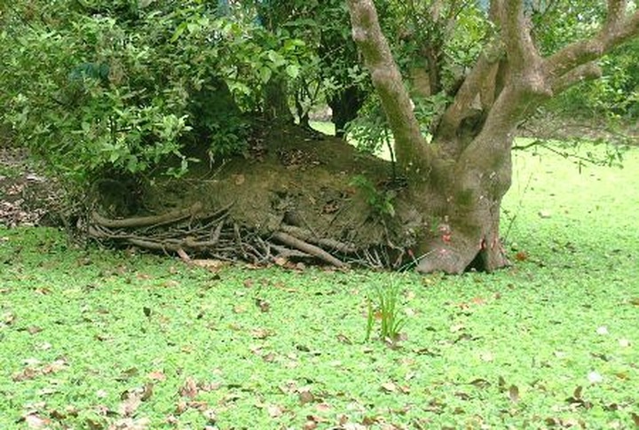 Ancient Loc Vung forest of Quang Binh - 5