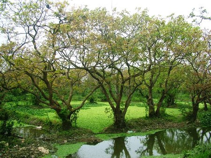 Ancient Loc Vung forest of Quang Binh - 6