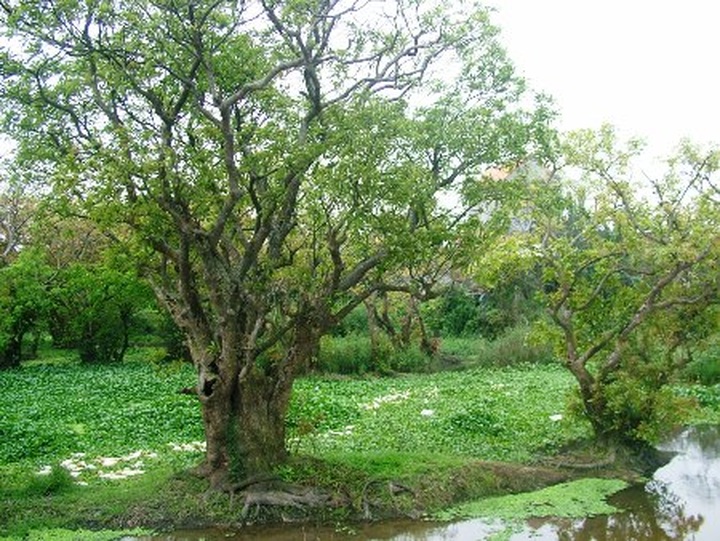 Ancient Loc Vung forest of Quang Binh - 7