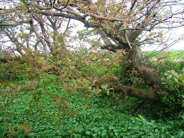 Ancient Loc Vung forest of Quang Binh - 11