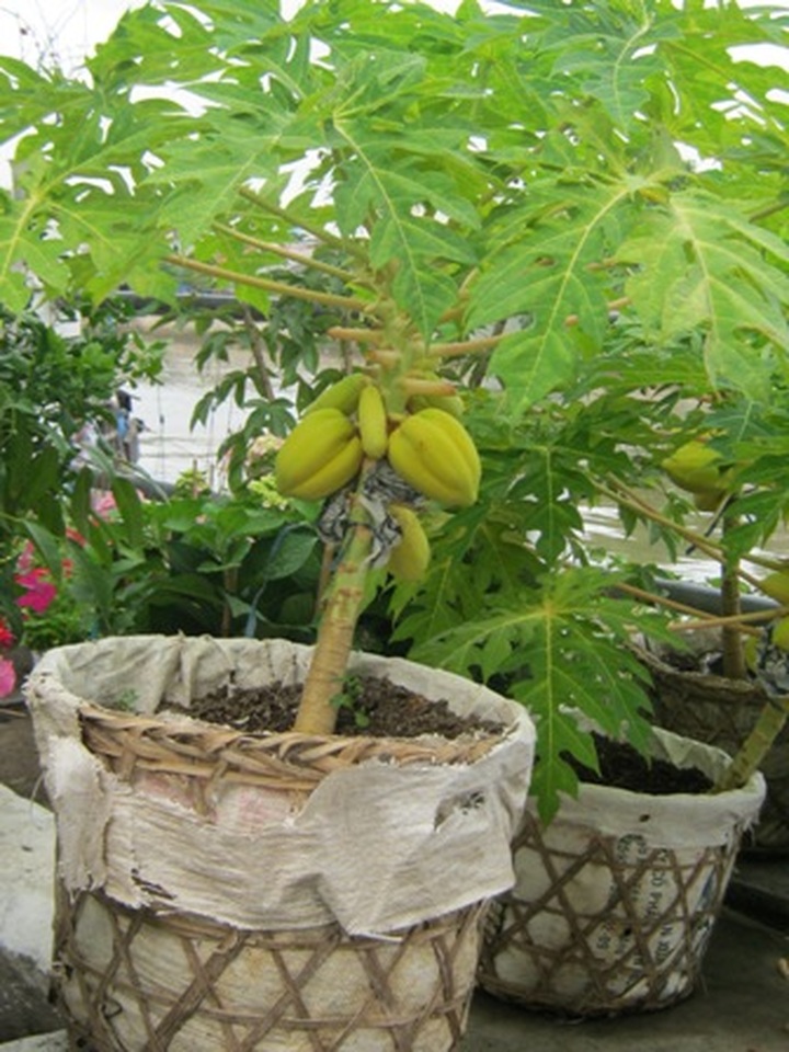 Fruit tree made into bonsai for Tet - 5