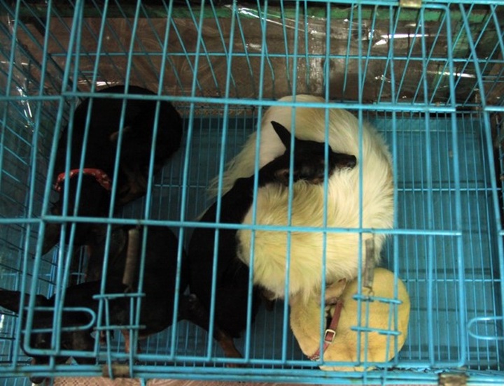 Pet care services booming Tet - 1