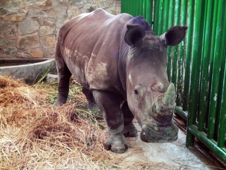 Vietnam urged to redouble rhino trade fight - 1