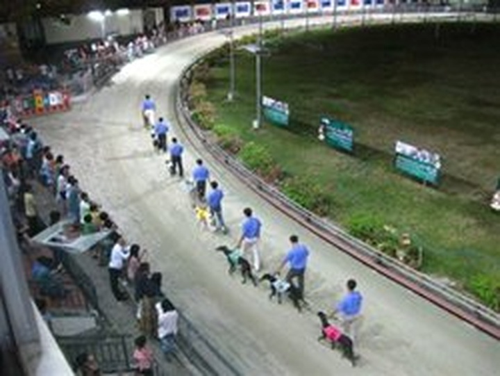 Seeing thrilling greyhound races in Vung Tau - 1 Seeing thrilling greyhound races in Vung Tau - 1