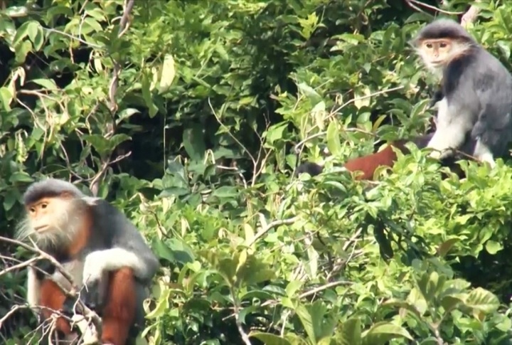 Southern white-cheeked gibbons spotted in Quang Binh province - 1