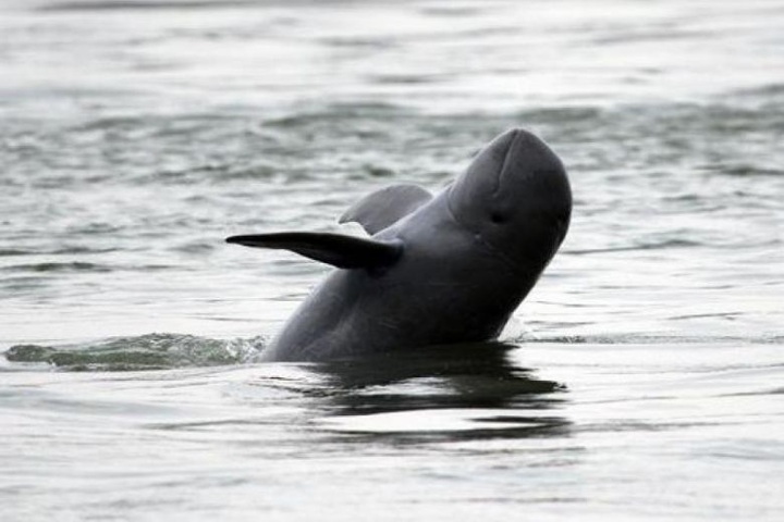 Threatened Cambodia river dolphins making 'historic' rebound - 1