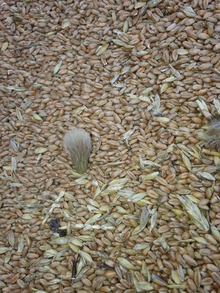 Vietnam faces weed import danger - 1