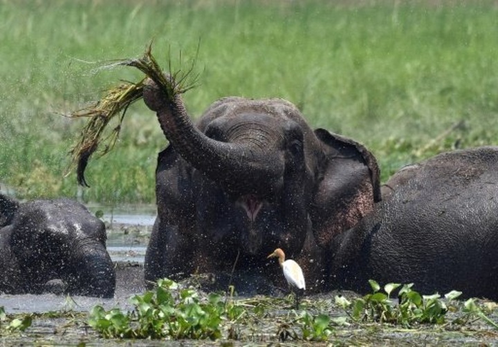 Rogue elephant tramples 15 to death in India, faces culling - 1