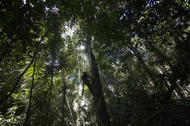 21,000 species at risk of extinction - 1