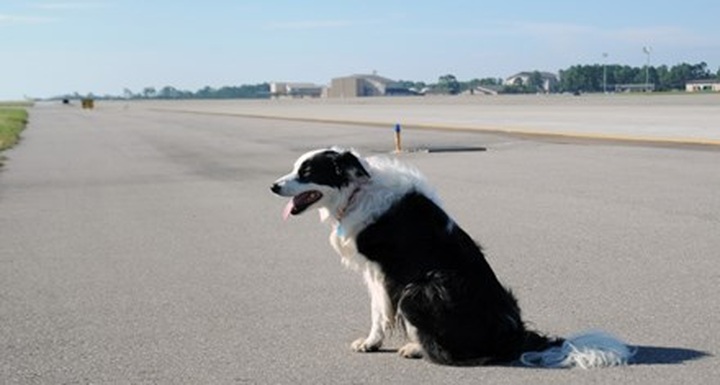 Dog on runway delays plane - 1 Dog on runway delays plane - 1