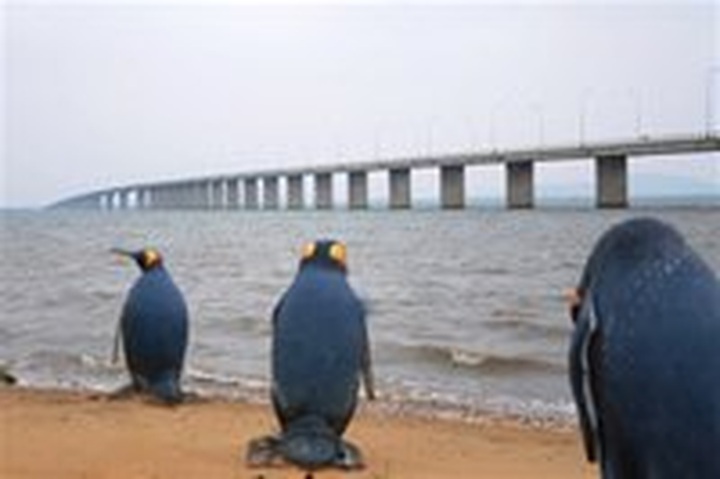 Eo Gio captures beauty of Quy Nhon - 1