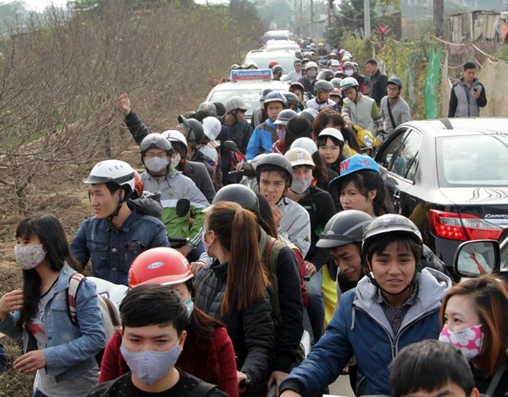 Young flock to see Nhat Tan peach blossoms - 1 Young flock to see Nhat Tan peach blossoms - 1
