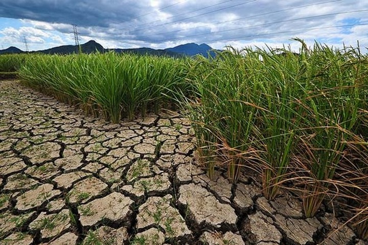 Thailand: Drought expected to reduce off-season rice output by 30 percent - 1
