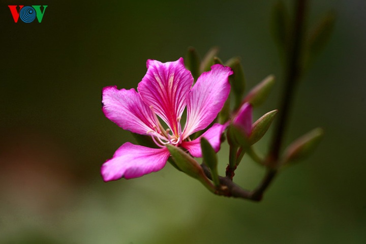 Spring flowers in Dong Van stone plateau - 19